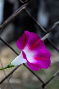 Close-up of pink flower