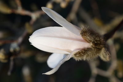 Close-up of white flower