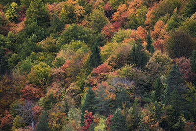 High angle view of trees in forest during autumn