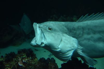 Fish swimming in sea