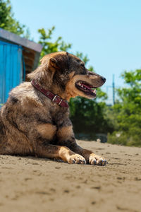 Close-up of dog