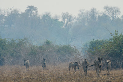 Flock of sheep grazing in a field