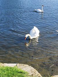 High angle view of swans swimming on lake