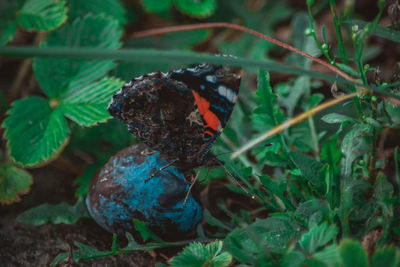 Close-up of butterfly