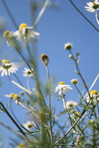 Low angle view of white flowering plants against blue sky