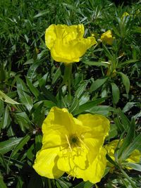 Close-up of yellow flower