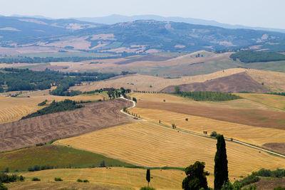 Scenic view of agricultural field