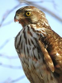 Close-up of a bird. red tailed hawk