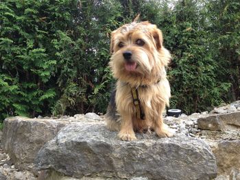 Portrait of dog on rock against trees