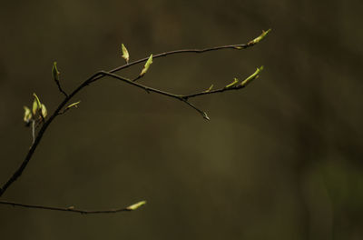 Close-up of plant growing outdoors