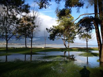 Reflection of trees in lake