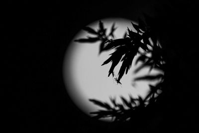 Close-up of leaf against black background