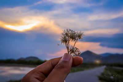 Close-up of hand holding dandelion against sky during sunset