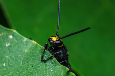 Close-up of insect on leaf