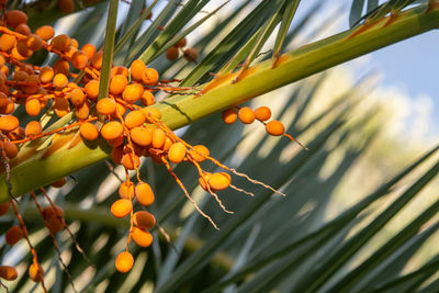 Low angle view of orange fruit on tree