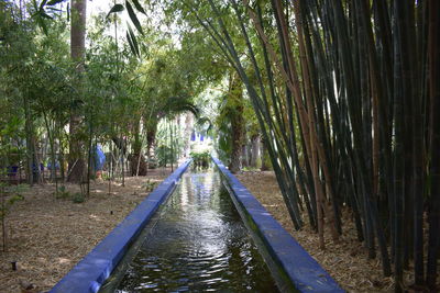 Canal amidst trees in forest