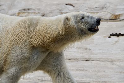 polar bear