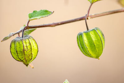 Close-up of green fruit on tree