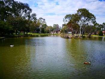 Swans swimming in river against sky