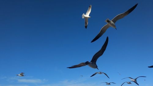 Low angle view of seagulls flying against clear blue sky