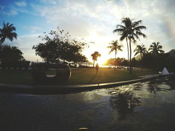 Palm trees at sunset