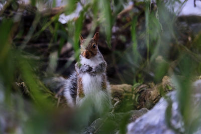 Close-up of squirrel on plant