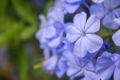 Close-up of purple hydrangea flowers