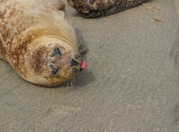 Sea lion on sand