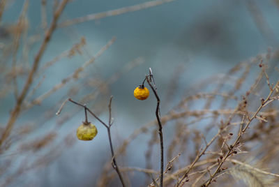 Close-up of fruit growing on tree