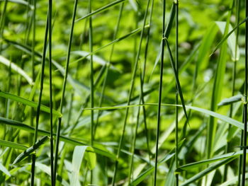 Full frame shot of bamboo plants