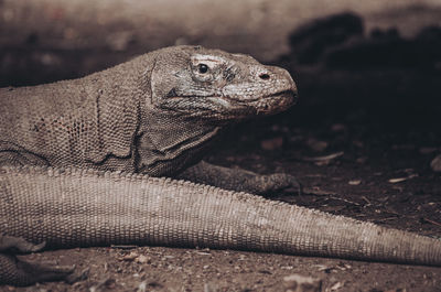 Portrait of komodo dragon, the biggest lizard in the world. monitor lizard, varanus.