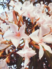 Close-up of white cherry blossom tree