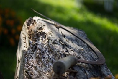 Close-up of tree stump