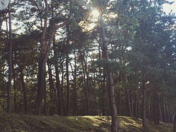 Trees in forest