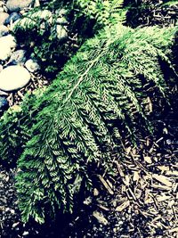 Full frame shot of green leaves