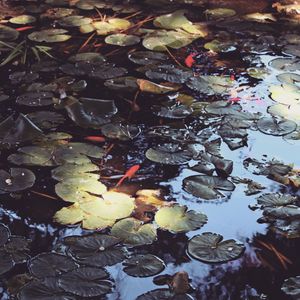 Full frame shot of leaves floating on water