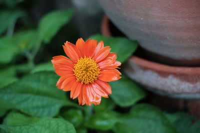 Close-up of orange flower