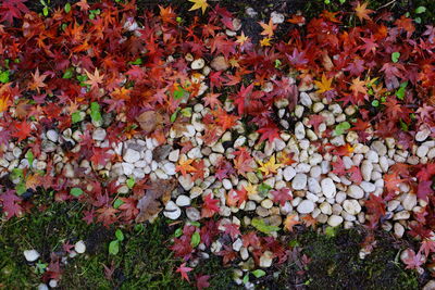 High angle view of autumnal leaves on field