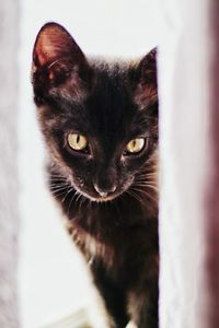 Close-up portrait of cat