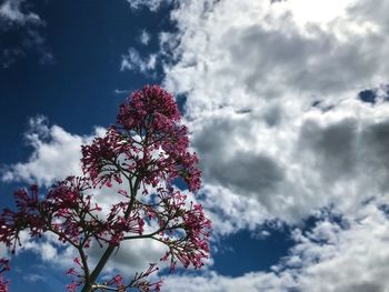 Low angle view of cherry blossom against sky