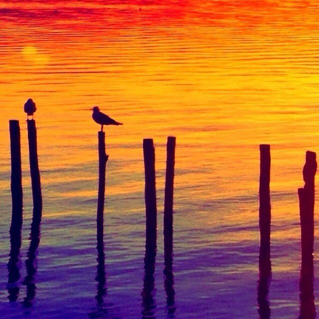 sunset, water, wooden post, reflection, orange color, wood - material, waterfront, nature, beauty in nature, lake, bird, tranquility, silhouette, tranquil scene, pole, rippled, animal themes, no people, outdoors, wooden