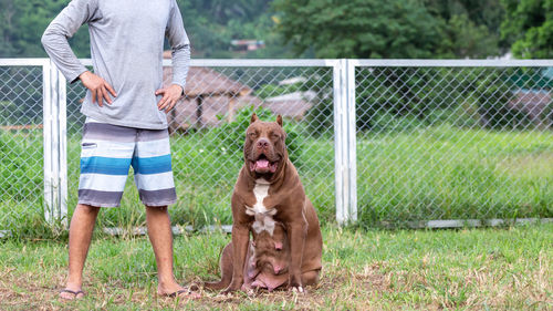 Low section of man with dogs on field