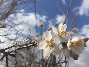 White flowers blooming on tree