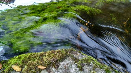 Stream flowing through moss