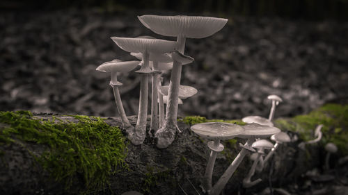 Close-up of mushroom growing on moss