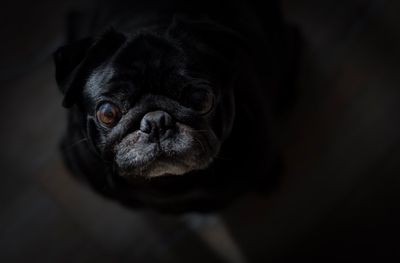 Close-up portrait of pug