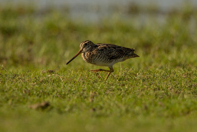 Bird perching on grass