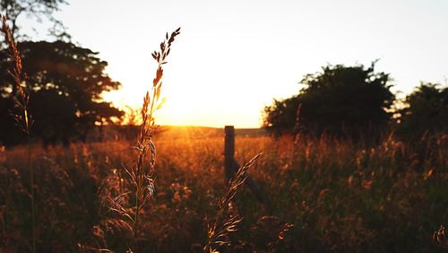 Scenic view of grassy field against sky at sunset