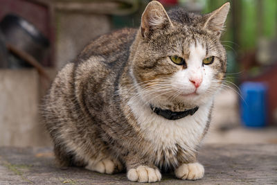 Portrait of a cat looking away