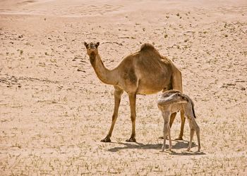 Camel and the  baby camel standing on desert against sky